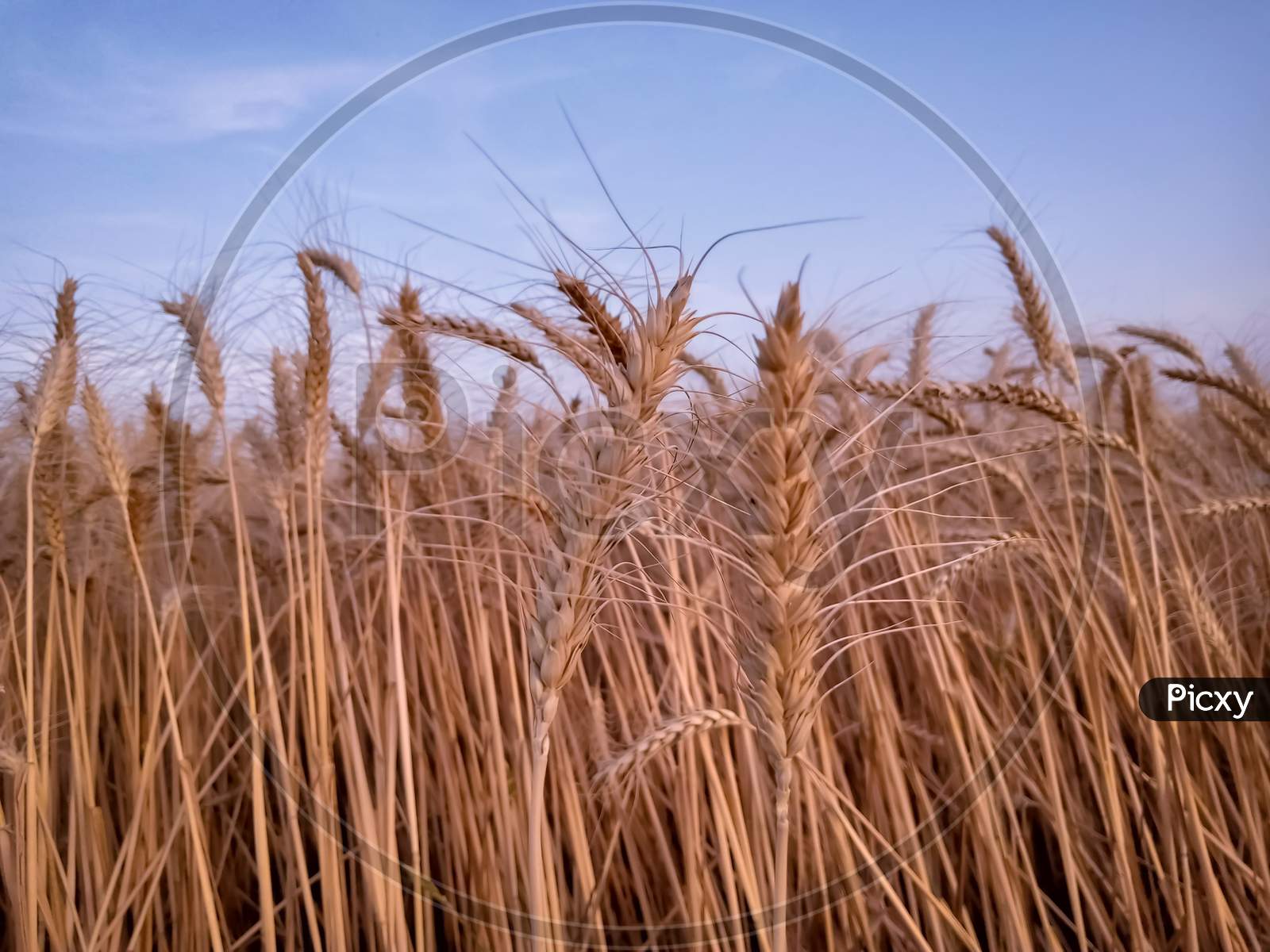 Wheat Ears In The Wind