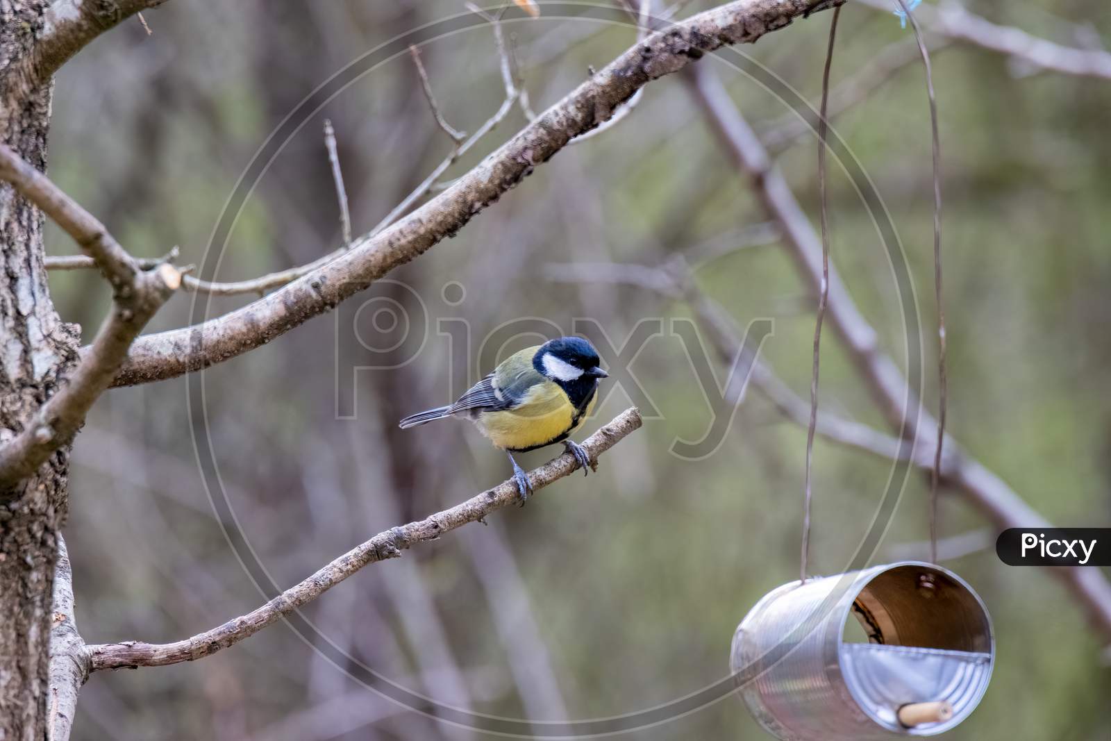 Great Tit Perched On A Branch Looking At A Home Made Feeder