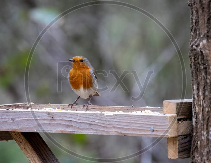 Close-Up Of An Alert Robin Standing On A Wooden Table