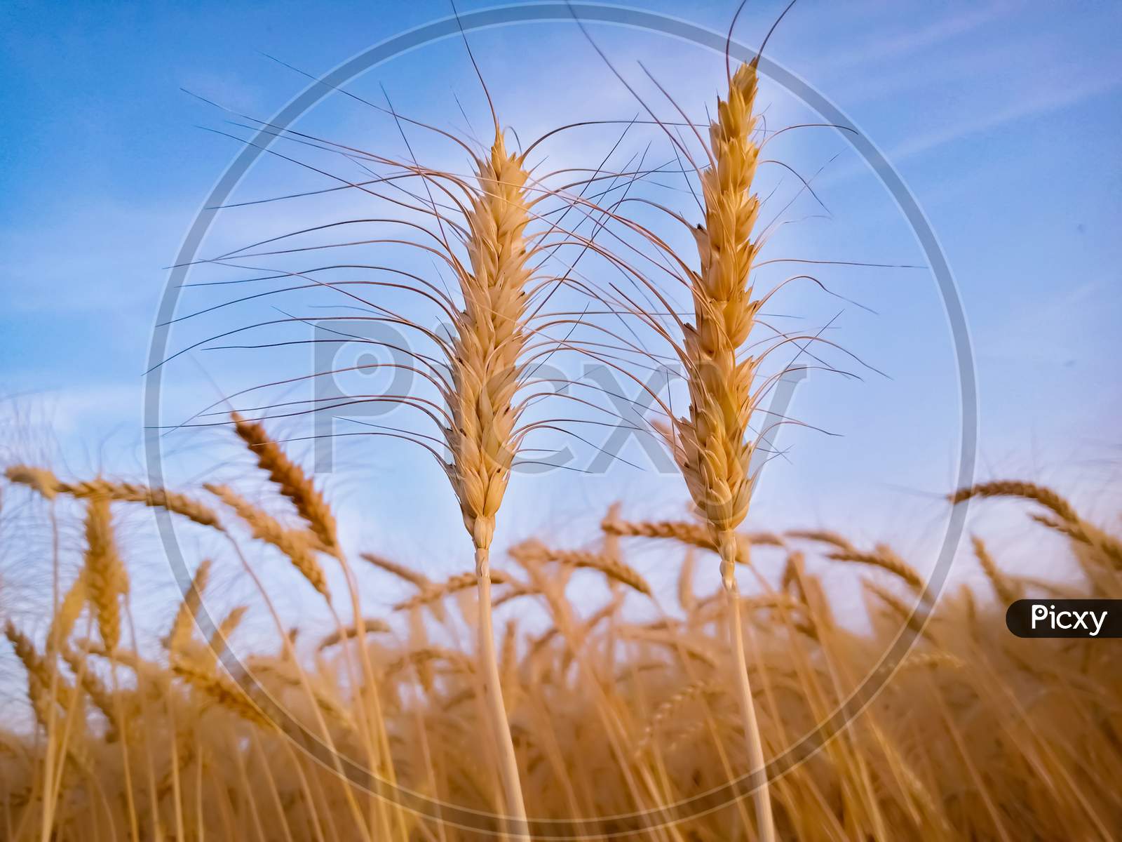 Ears Of Wheat On Blue Sky