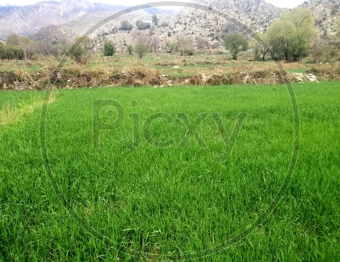 agriculture grass