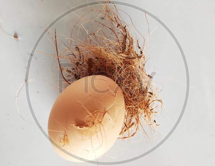 Broken Egg In The Nest