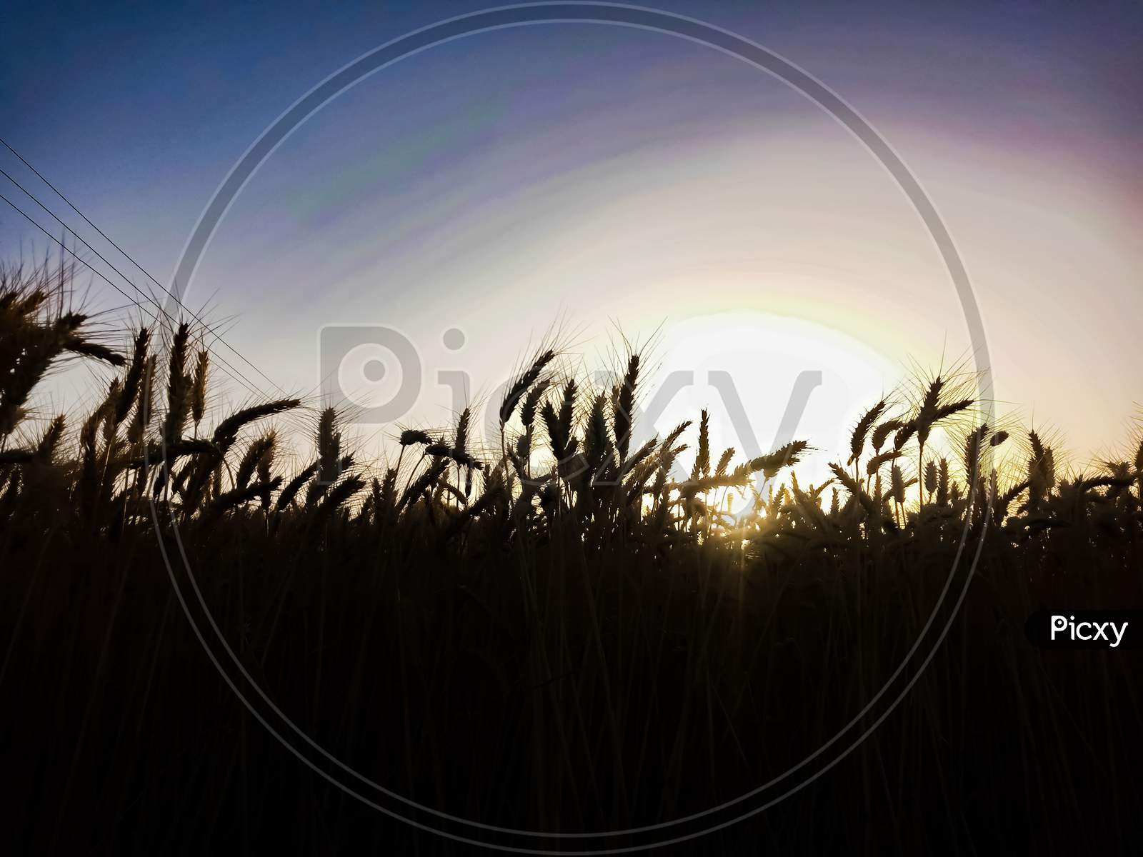 Silhouette Of Wheat Field And Sunset