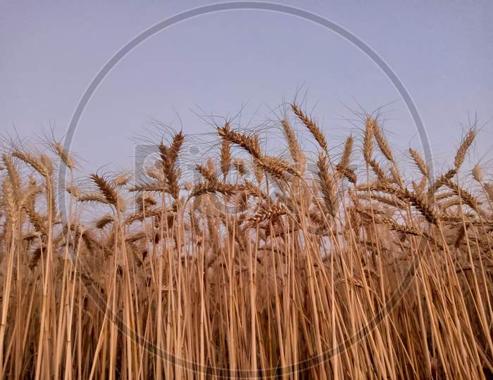 Ears Of Wheat On Blue Sky..
