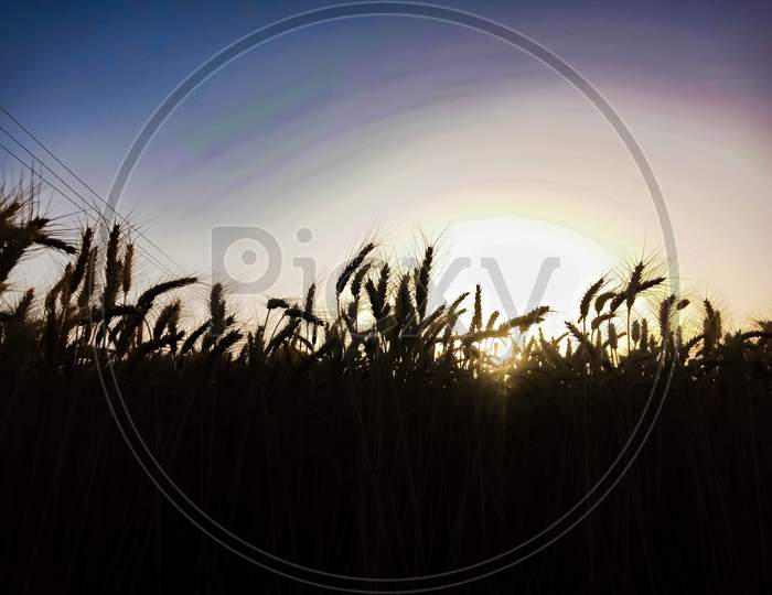 Silhouette Of Wheat Field And Sunset