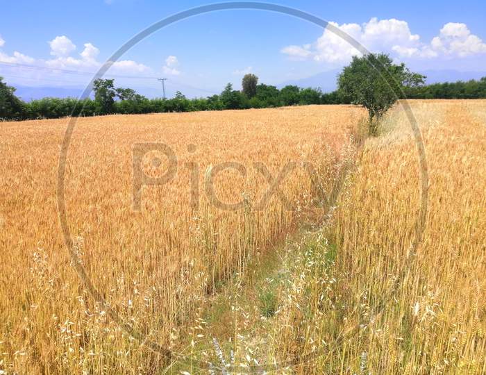 Agriculture Wheat land