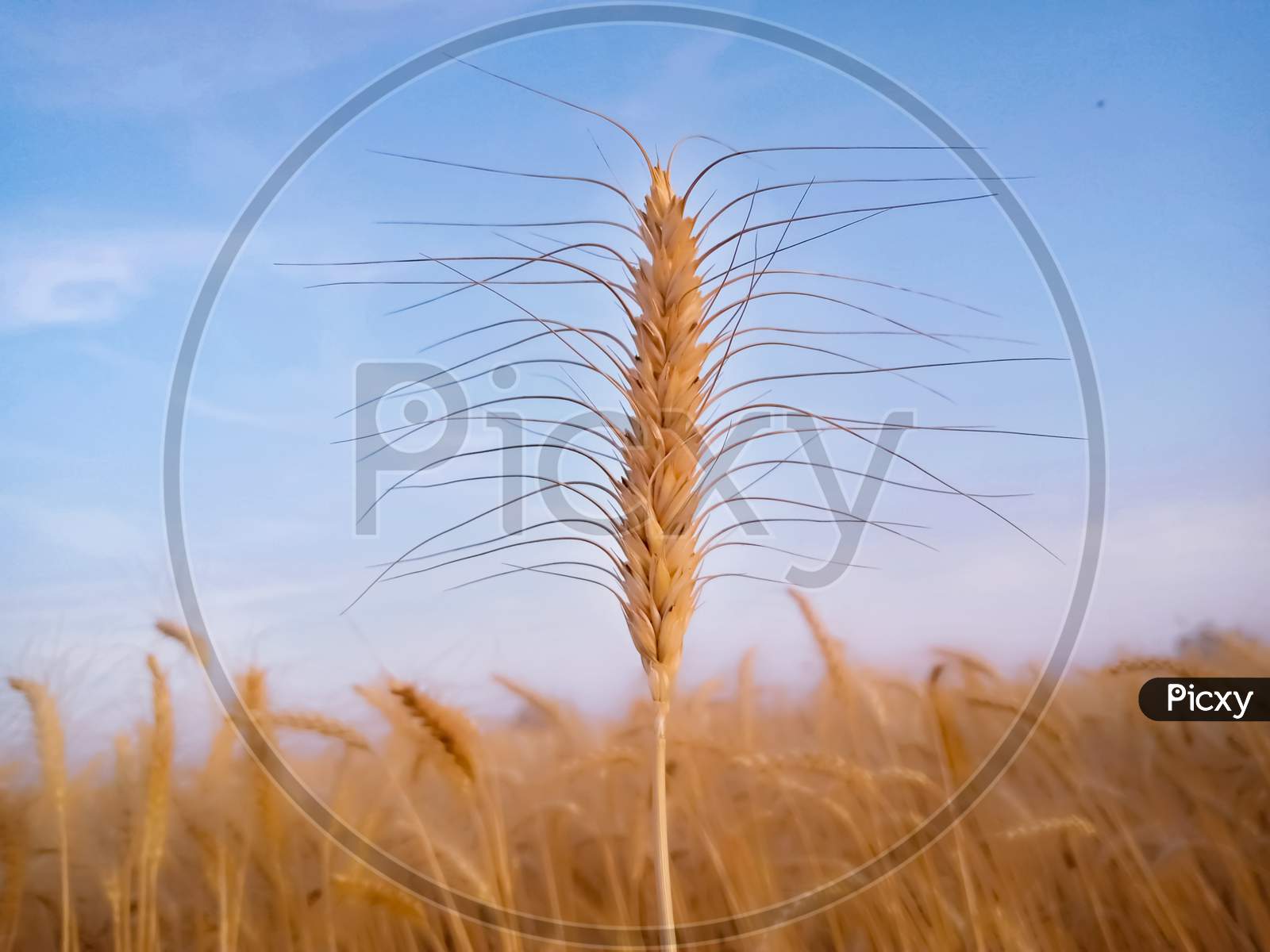 Ears Of Wheat On Blue Sky Background