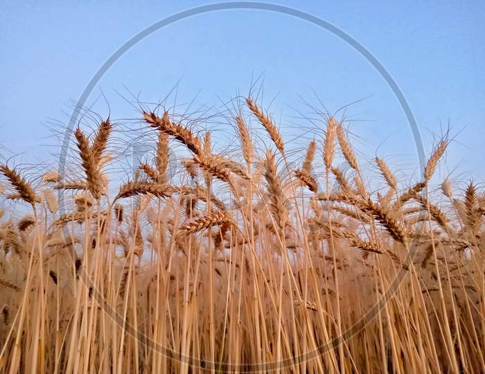 Wheat Ears Against Blue Sky