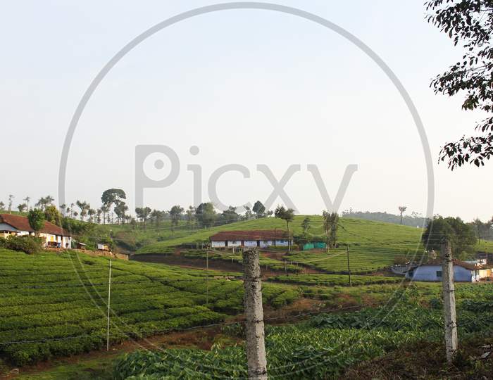 Beautiful morning view of tea plantation and workers housing