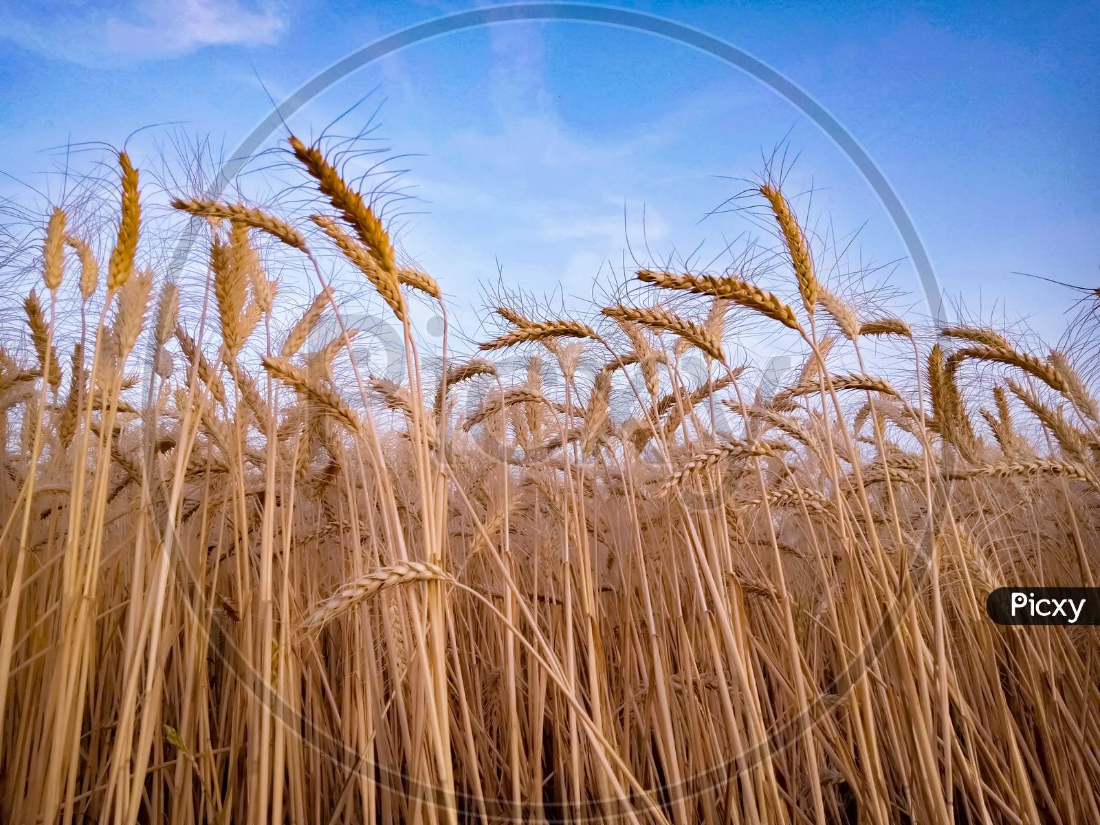 Ears Of Wheat Against Sky