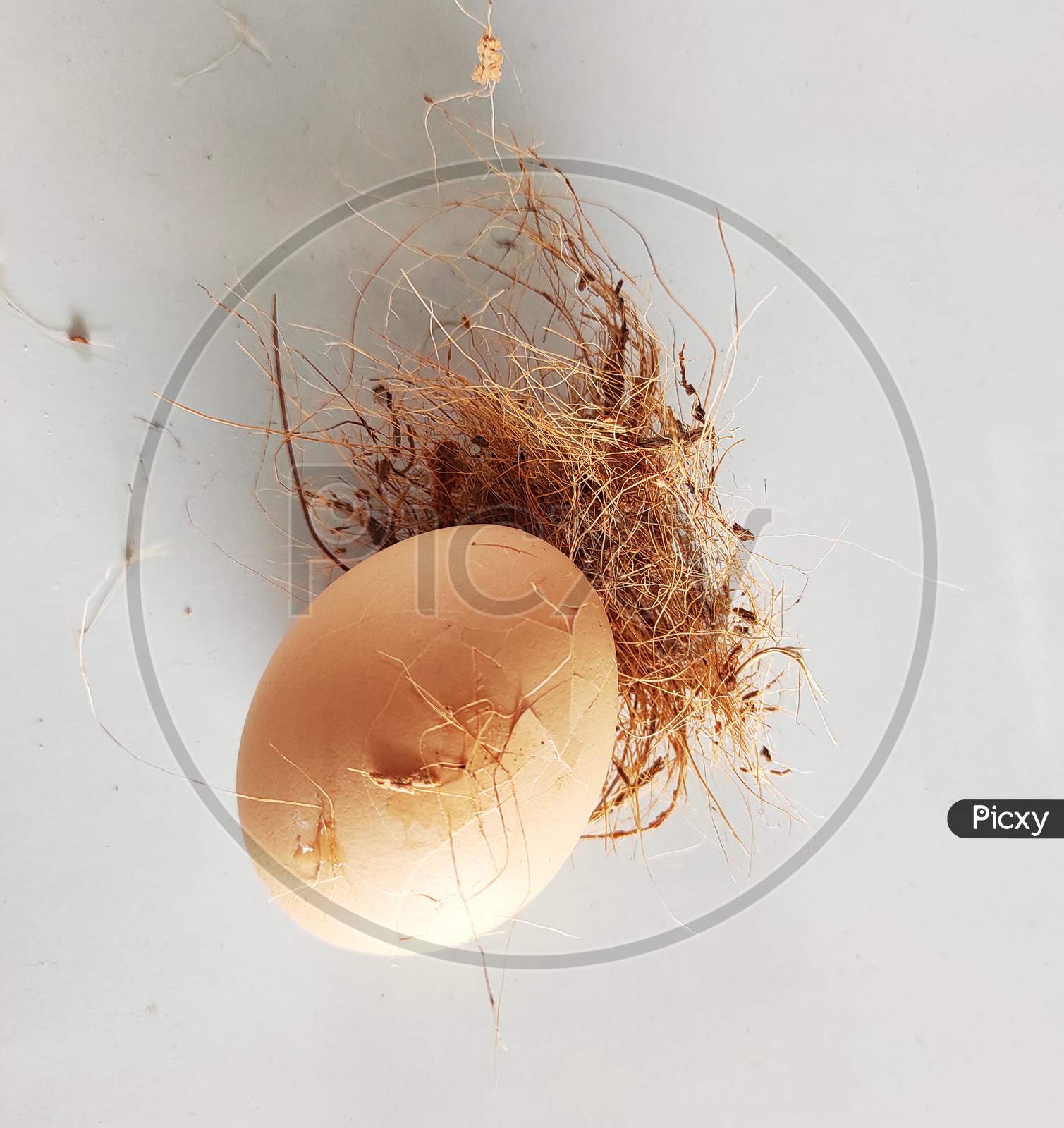 Broken Egg In The Nest