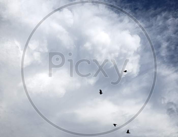 Flying Bird On The Blue Sky With Clouds