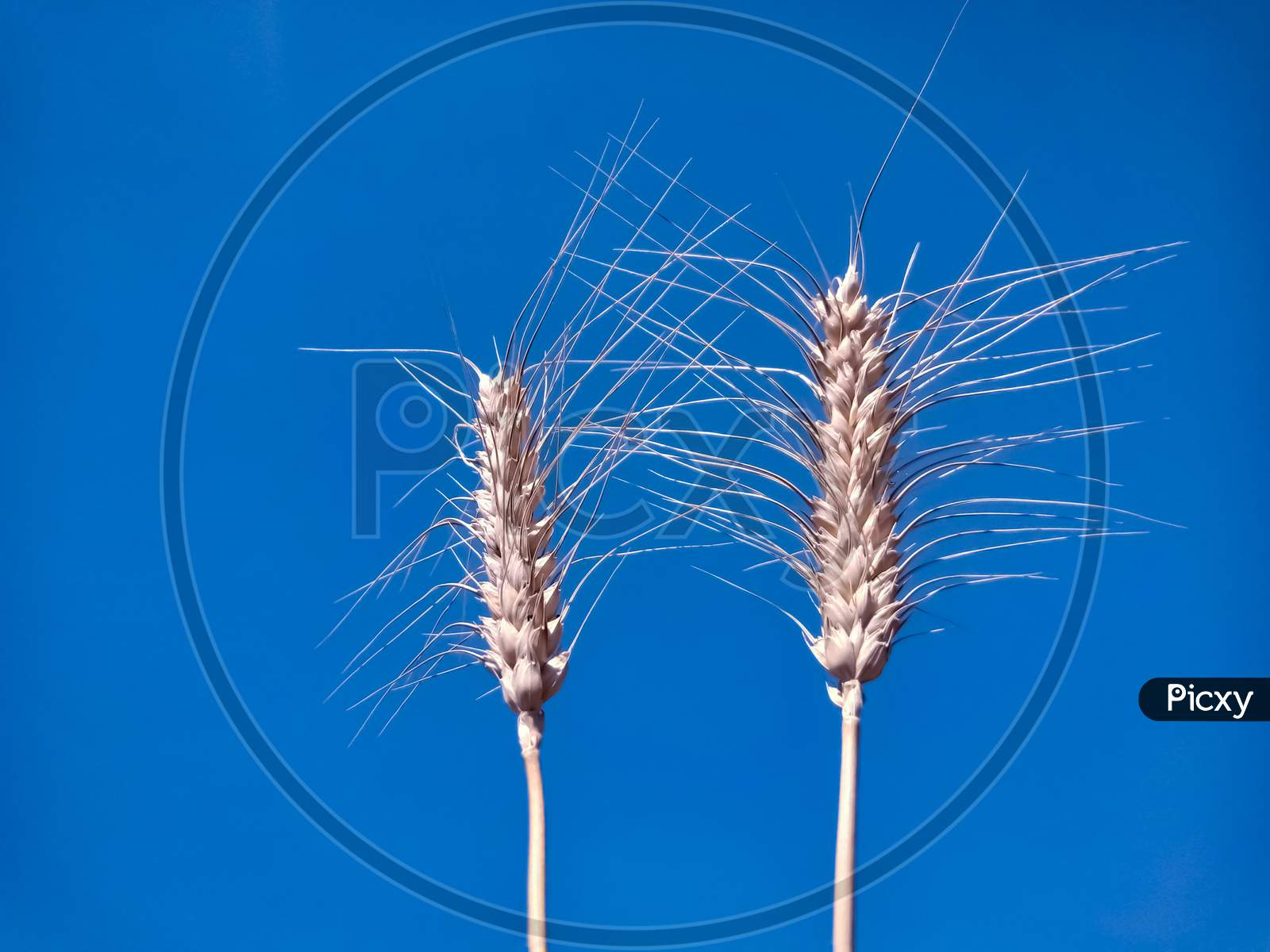 Ears Of Wheat On Blue Background