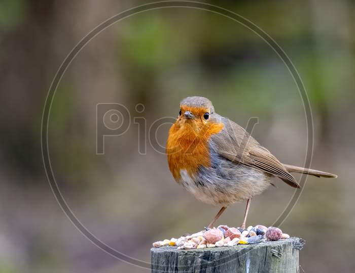 Close-Up Of An Alert Robin Standing On A Tree Stump Covered With Seeds