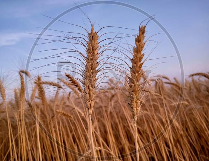 Ears Of Wheat On Sky