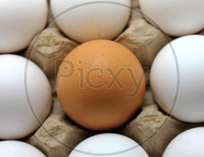 Brown Egg In The Middle Of  The Carton Stock Photo