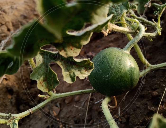 Watermelons are starting to grow in the fields