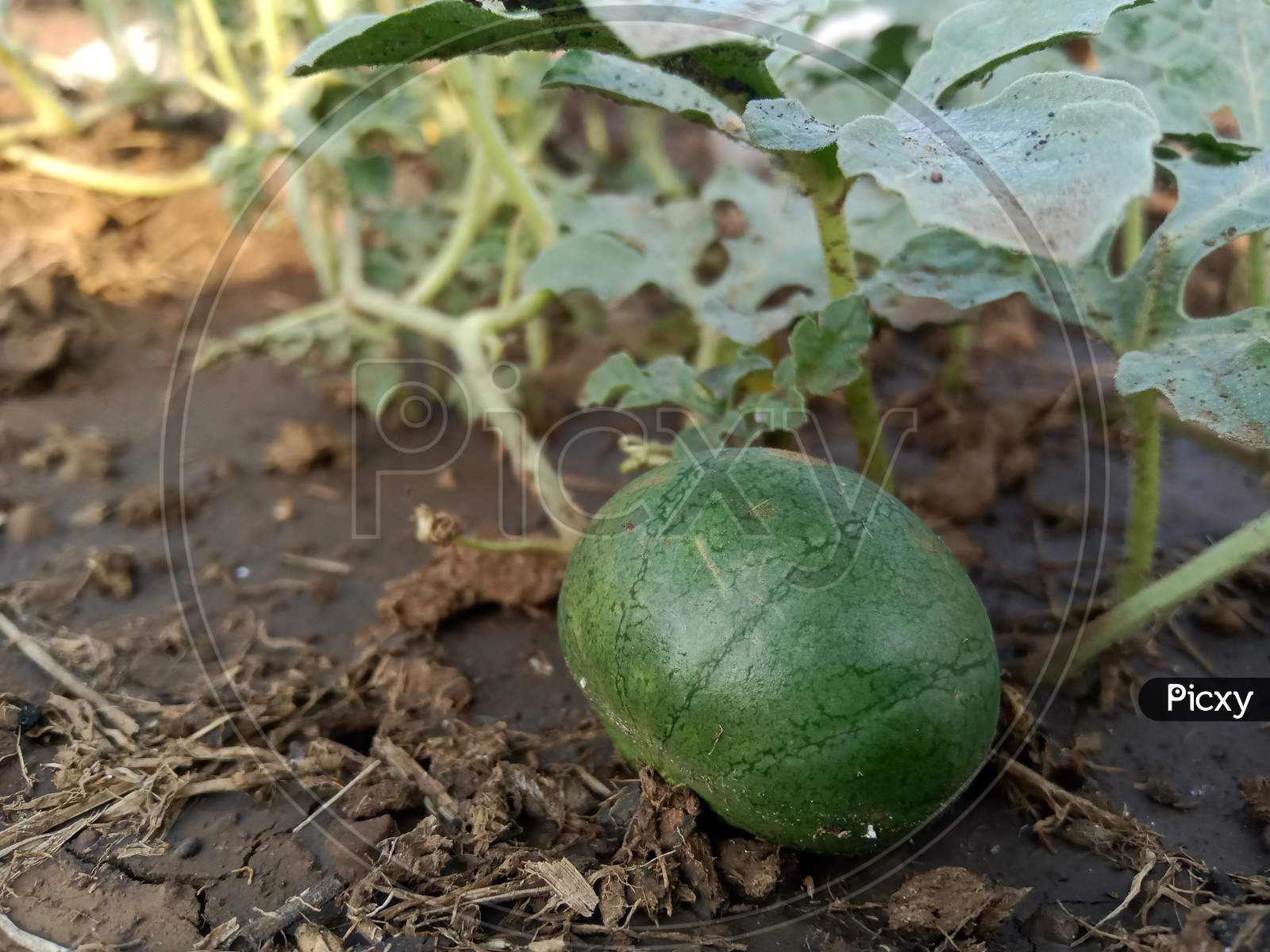 Watermelons are starting to grow in the fields