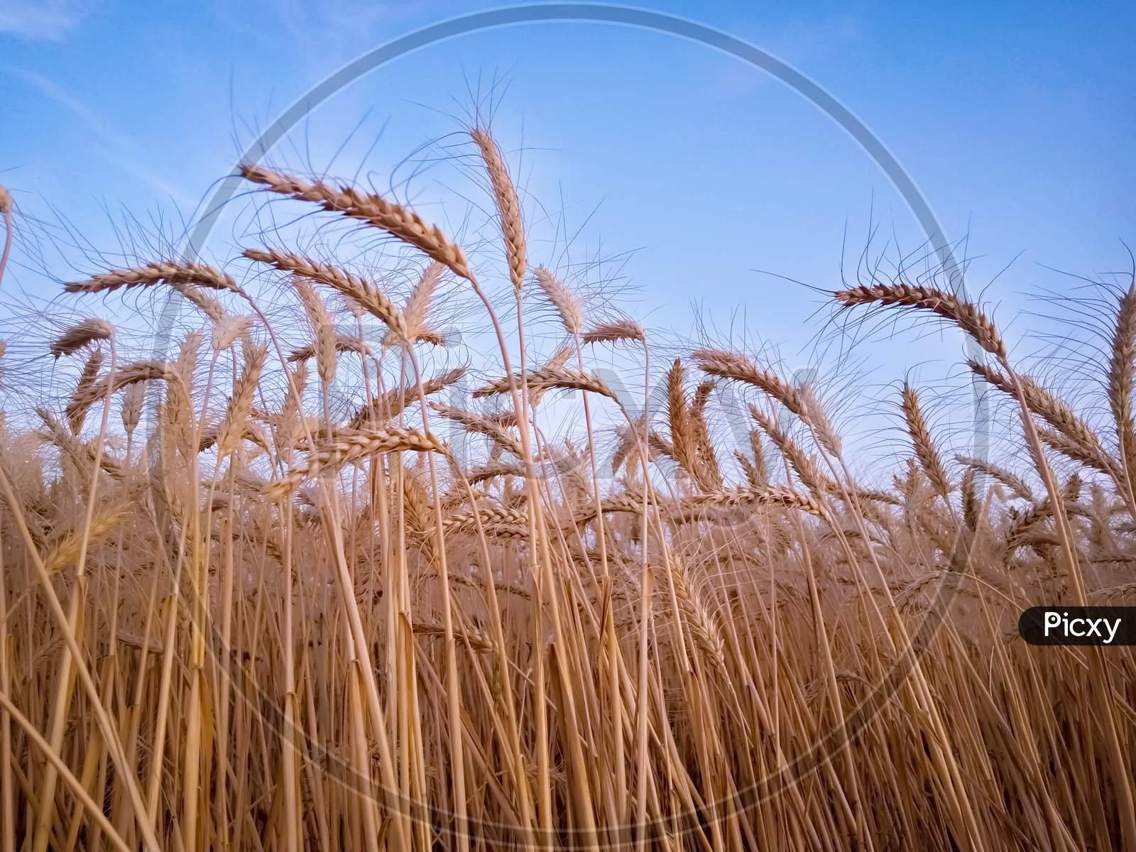 Wheat Field In The Wind