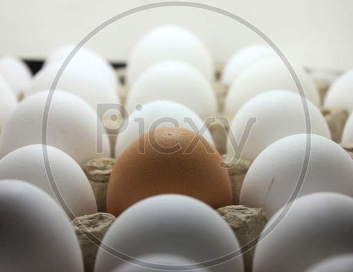 Brown Egg In The Middle Of  The Carton Stock Photo
