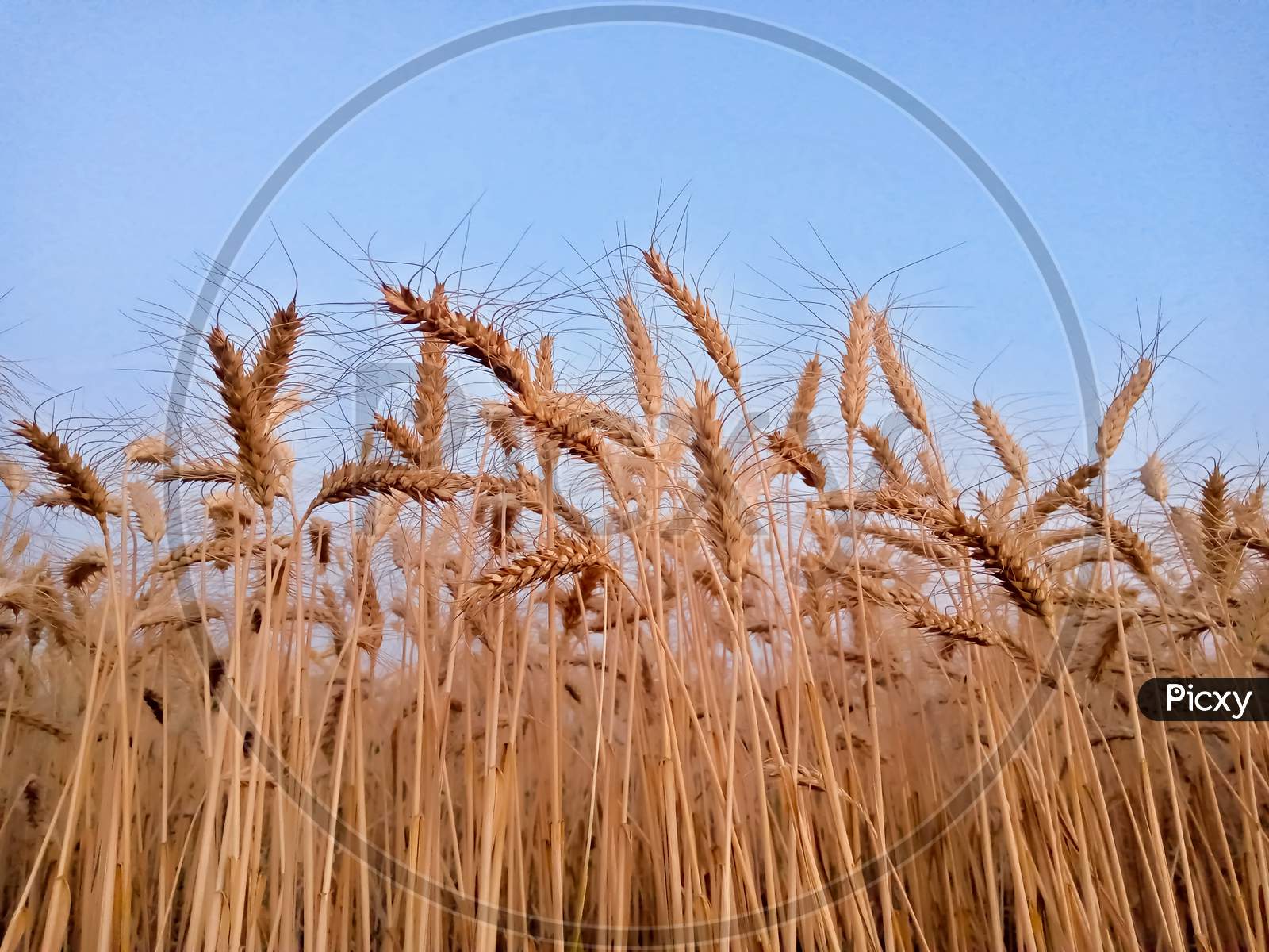 Wheat Ears Against Blue Sky