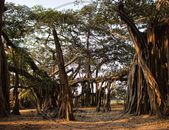 Rare Find Banyan tree