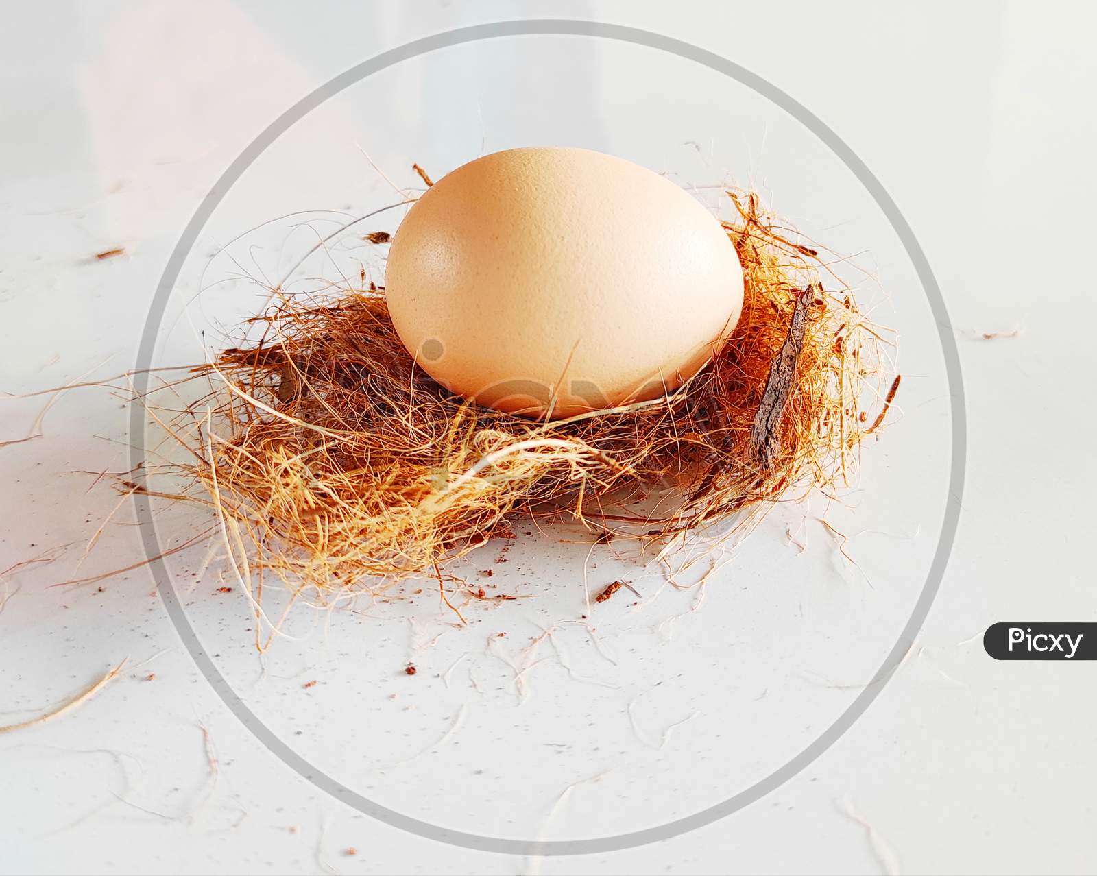 Egg In Nest Stock Photo