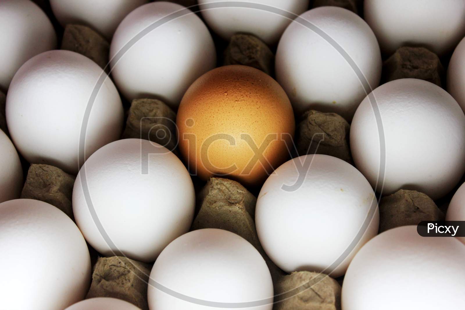 Brown Egg In The Center Of White Eggs