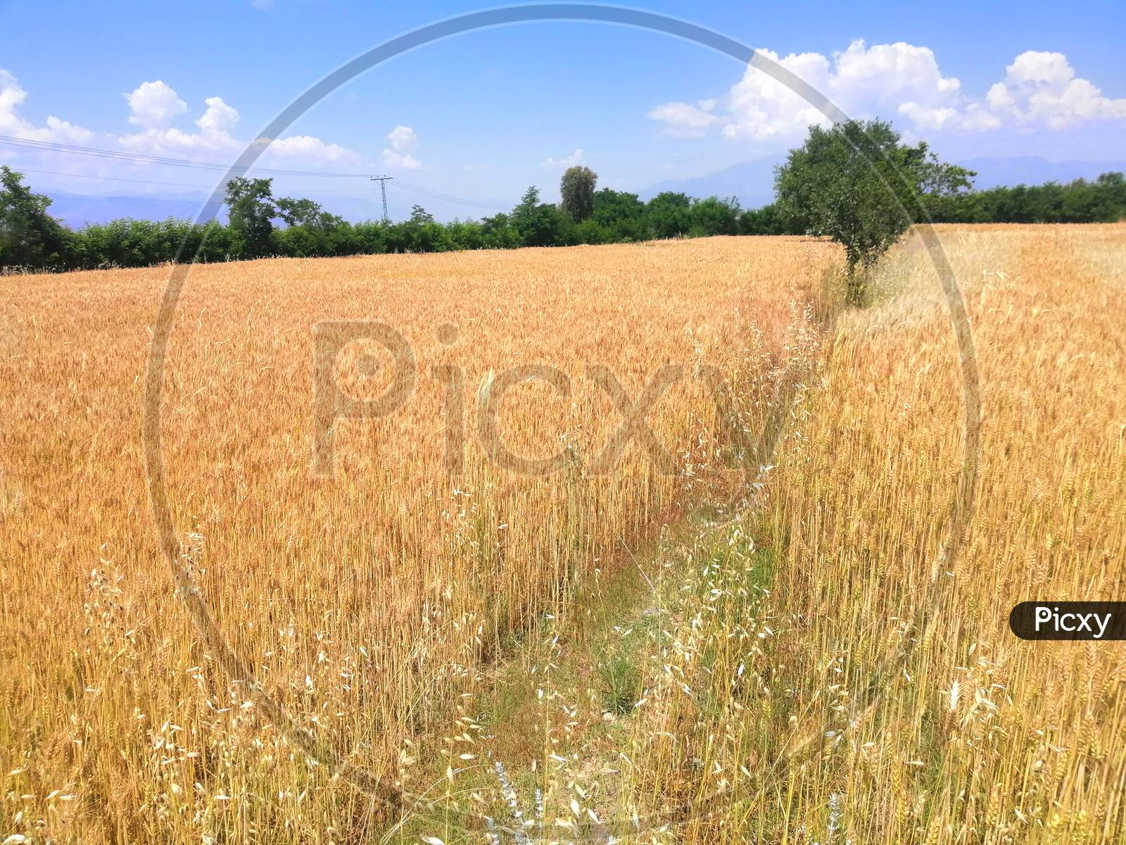 Agriculture Wheat land
