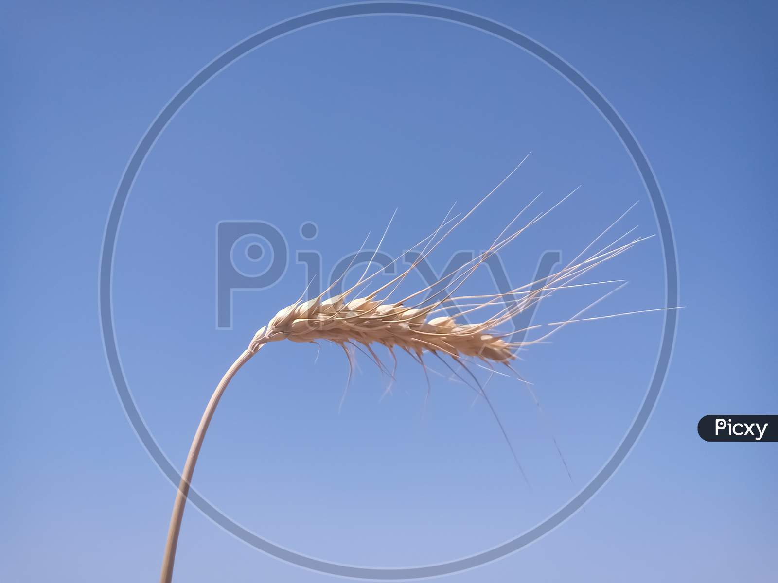 Ear Of Wheat Against Blue Sky
