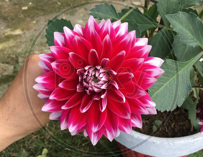 Big flower
