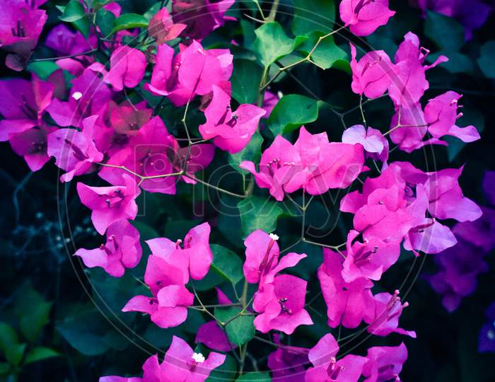 Bougainvillea Flowers With Green Leaves And Sun Rays