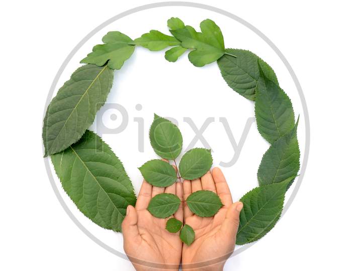 Rose Leaves Holding In The Around Leaves Environment Conversation Concept Isolated On White .