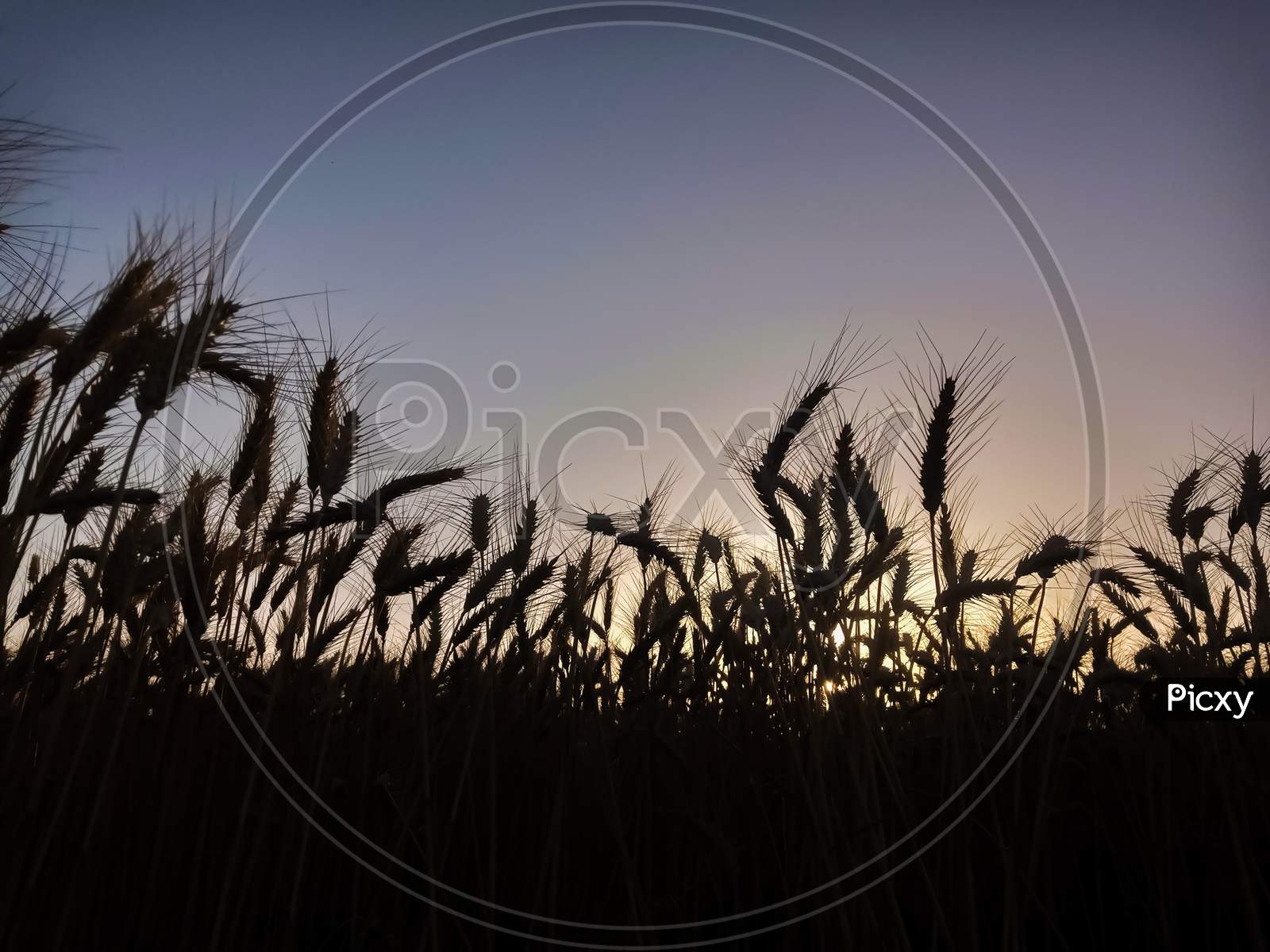 Wheat Field At Sunset