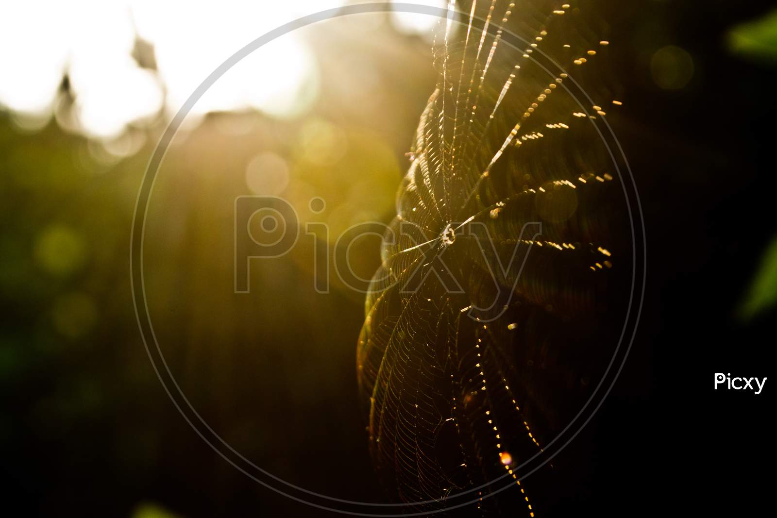 A spider web with tiny spider on it in the evening