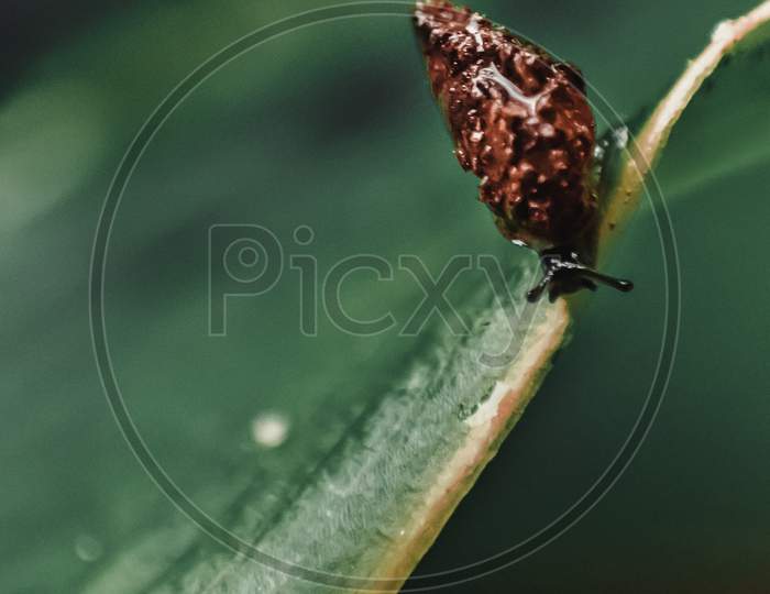 A small snail on the edge of a green leaf