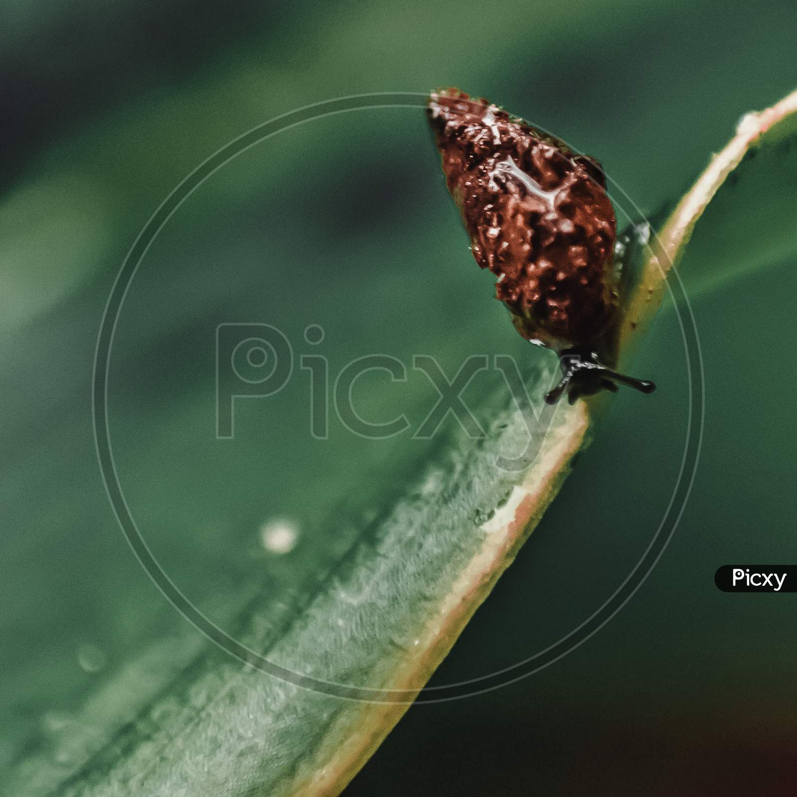 A small snail on the edge of a green leaf