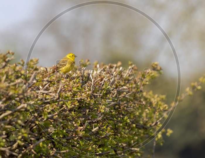 Yellowhammer (Emberiza Citrinella) Perched In A Hedge