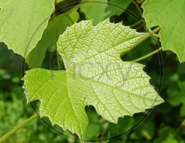 Grapevine Plant (Vitis Vinifera)