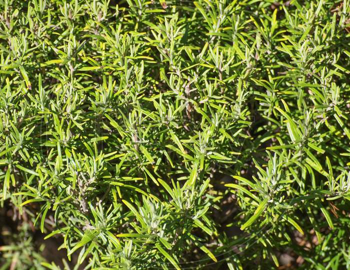 Rosemary (Rosmarinus) Plant