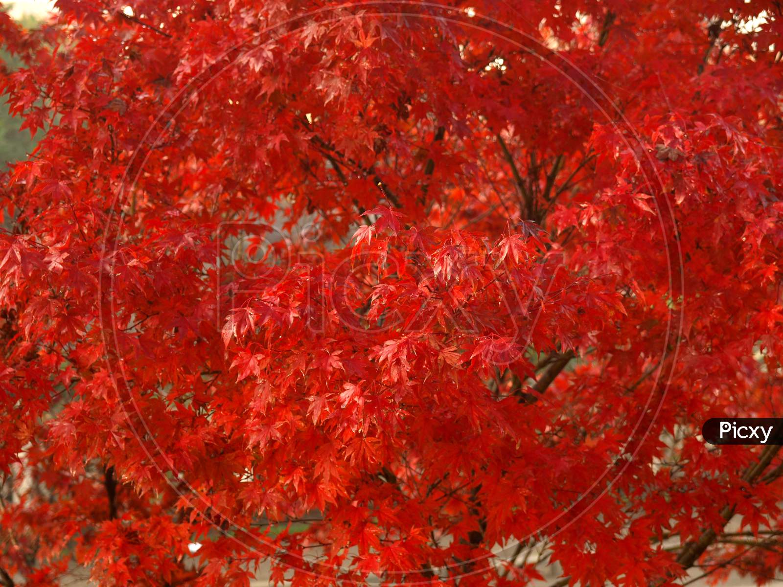 Red Foliage Background