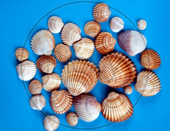 Many Sea Shells