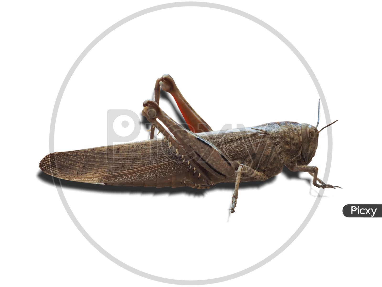 Grasshopper of white background graphic Royalty Free Vector