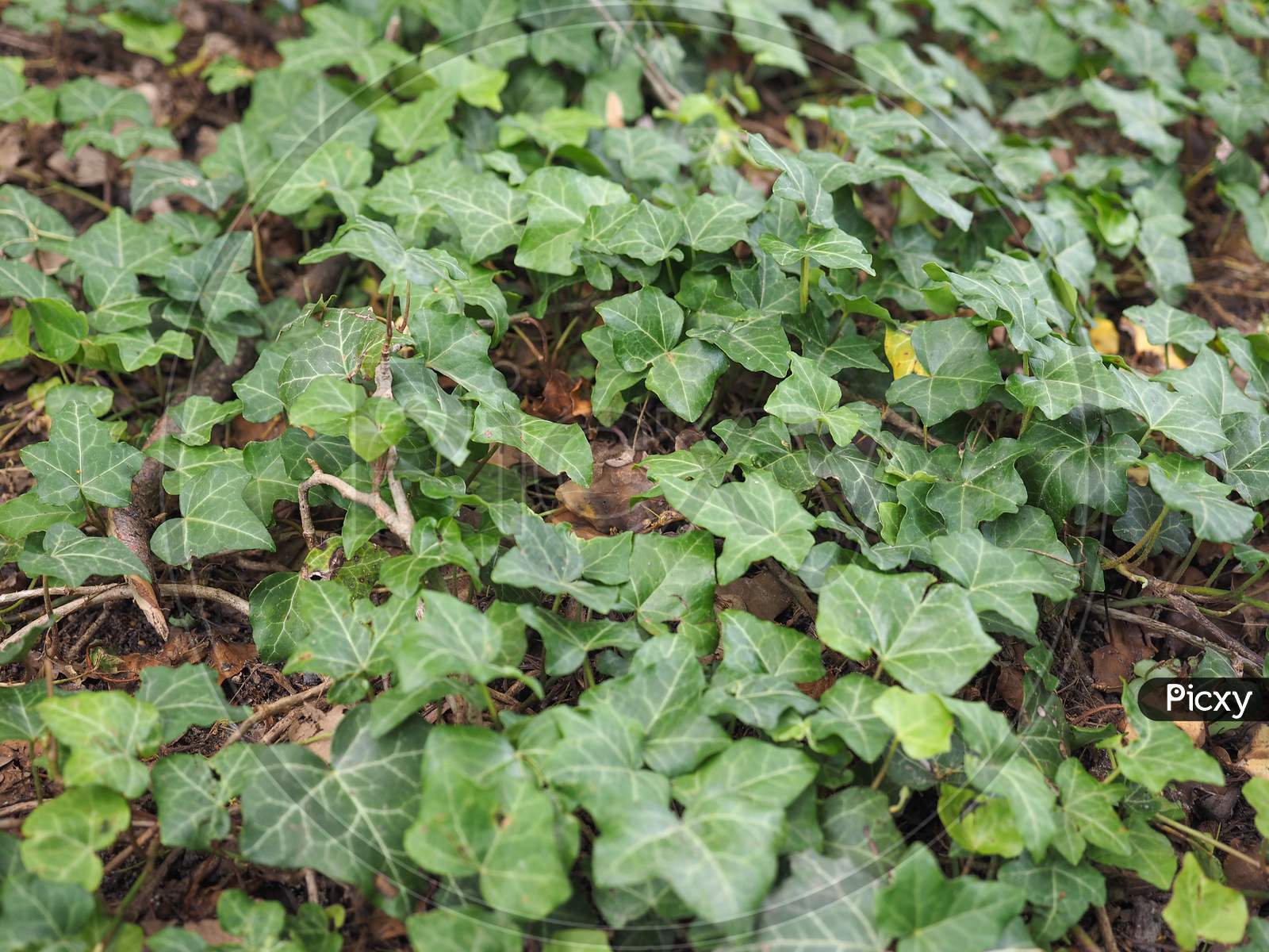 Ivy Hedera Plant