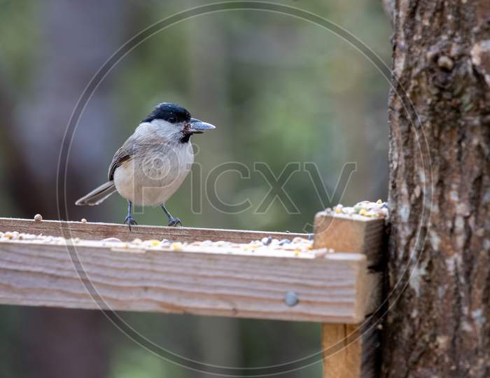 Marsh Tit (Poecile Palustris) With A Seed In Its Beak