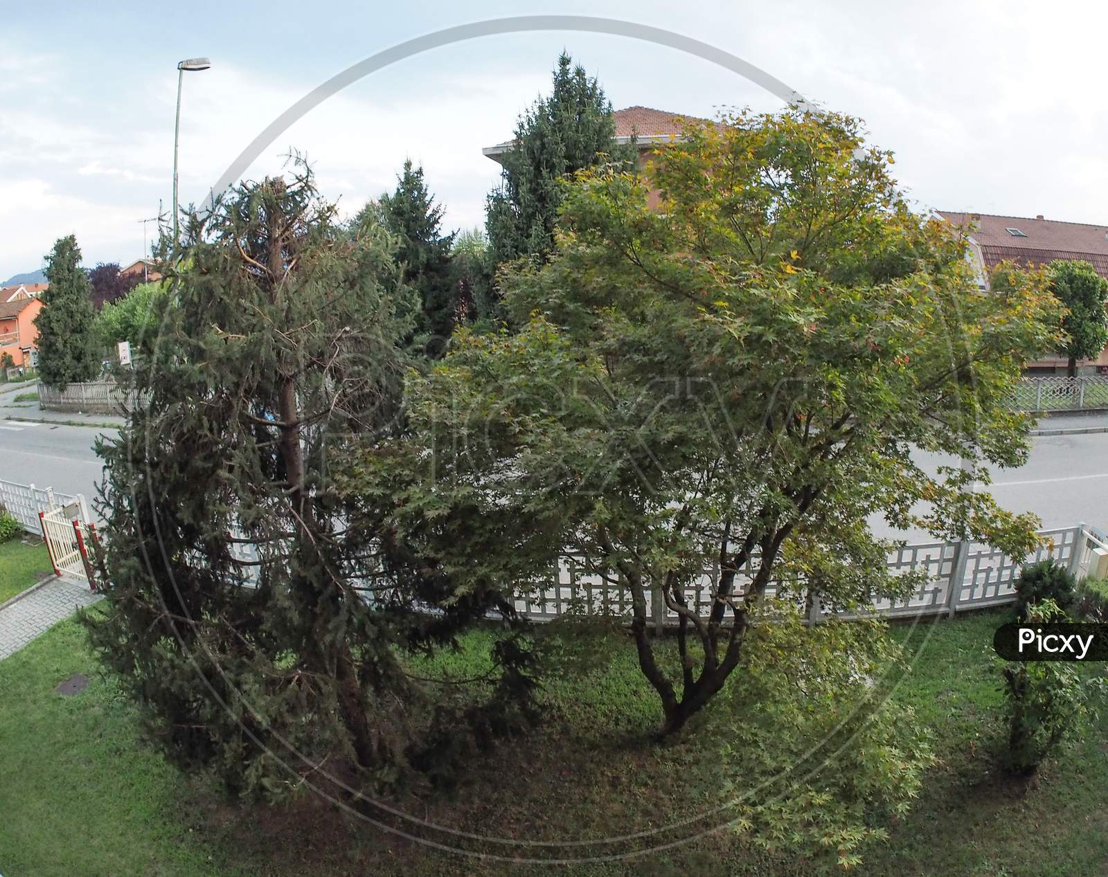 Trees Grove Seen With Fisheye Lens