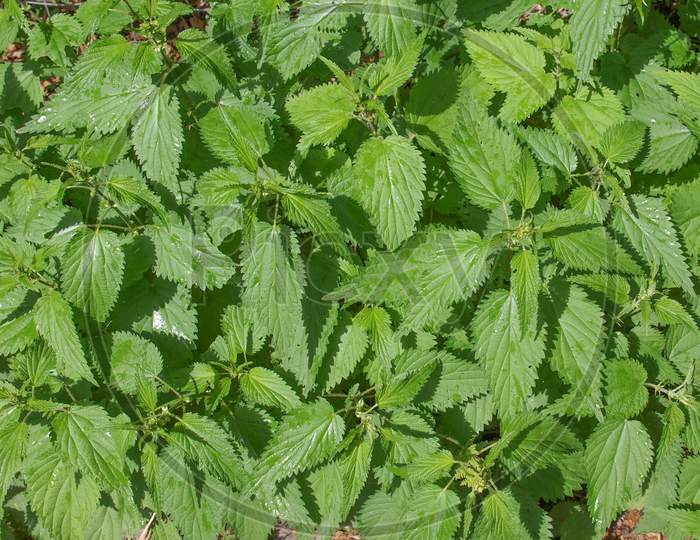 Stinging Nettle Plant (Urtica Dioica)