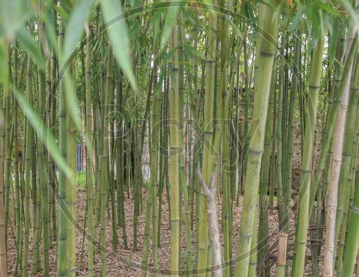Bamboo Plants Background