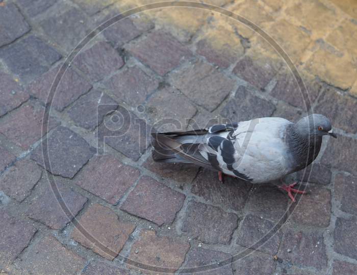 Domestic Pigeon Bird Animal