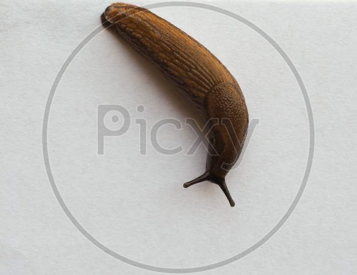 Slug Snail Animal